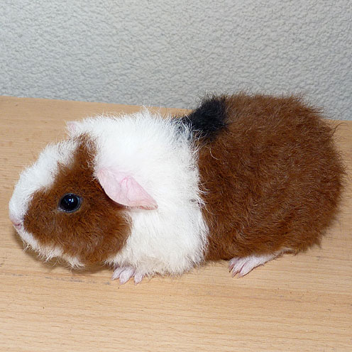 Caspar2