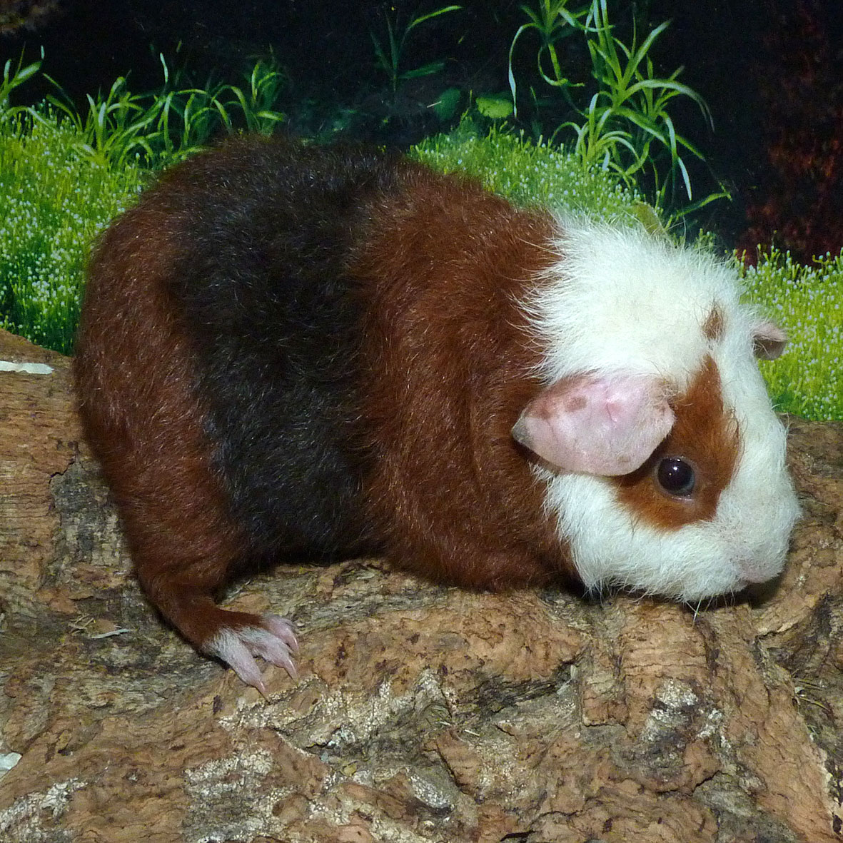 Ranja3