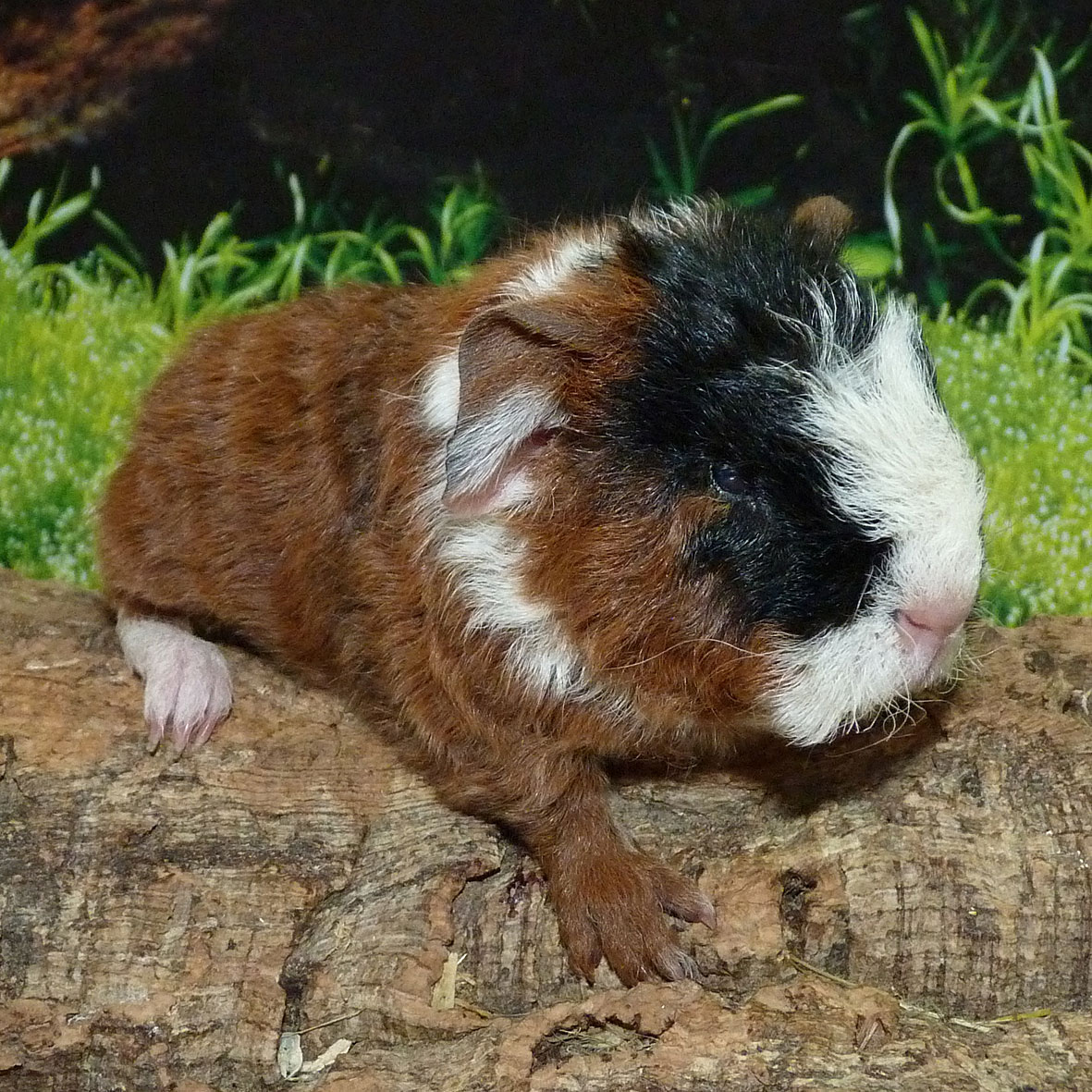 Tammy1