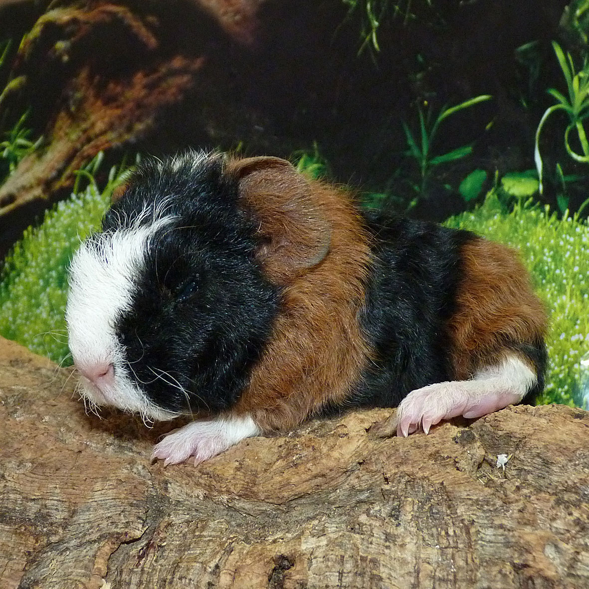 Tammy3