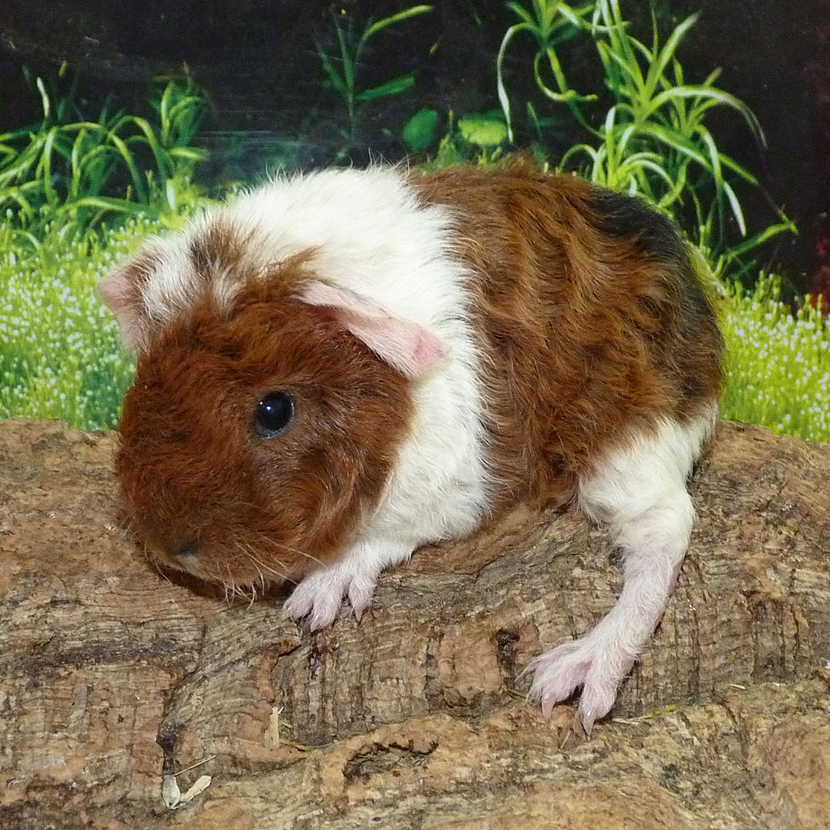 Tessy2